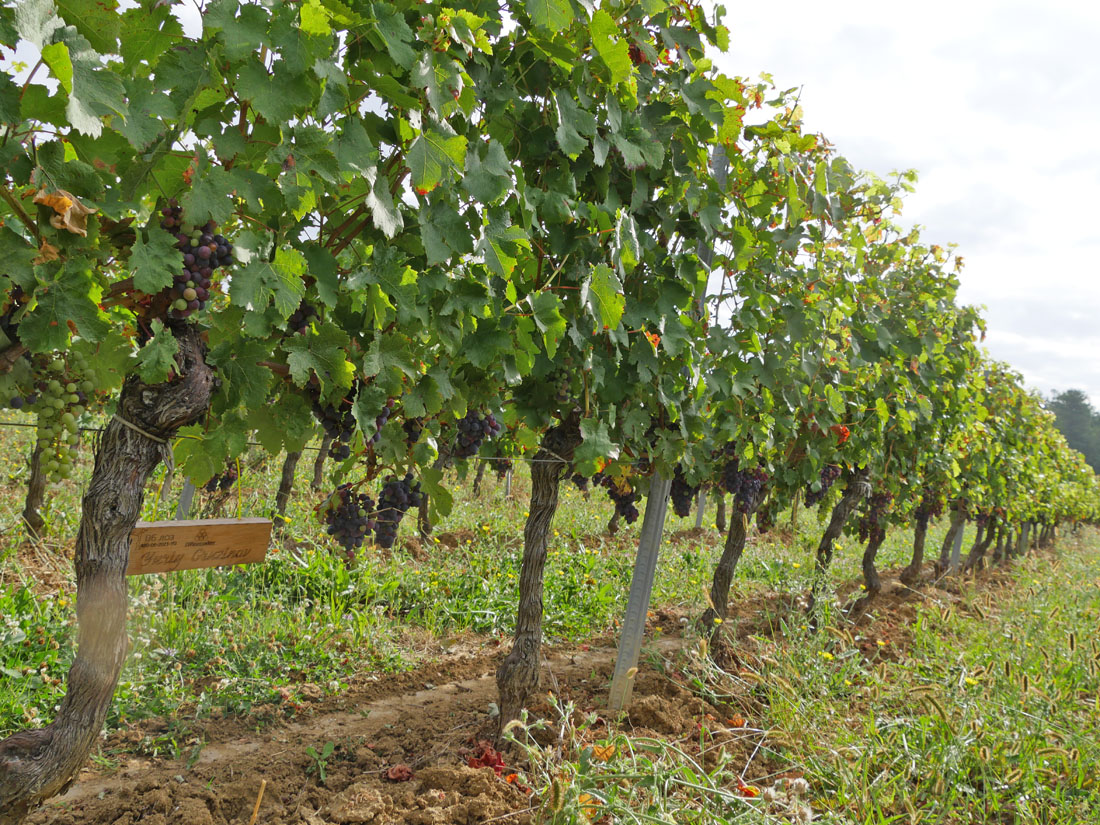 Виноградник на урожай